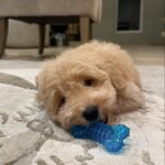 Ananya Panday Instagram - Guys, say hello to my baby jaan - “RIOT” ❤️❤️❤️🥹🥹🥹 he is the cutest little boy in the whole wide world and I’m madly obsessed 🧿🧿🧿🧿🧿🧿 ps. This is gonna become a RIOT fan page 🤫