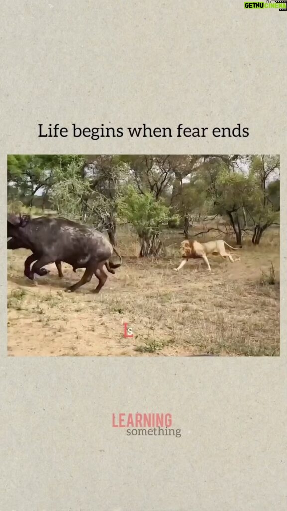 Andrea Navedo Instagram - Love this 💪🏼 #BEfearless #Repost @learning_something_03 ・・・ Life begins when fear ends... . . . . Pls support For intresting & motivate videos. Follow @learning_something_03 Only. . . 👉Like ! 👉Share ! 👉Comment! if you have any suggestions message me.. I’m improve my videos... 🙏 . . No need to report (or) strike. All rights reserved to the respective Owners . . . . . 🚧🚀Tags⭕: #loveyourself #thinkingpositive #viralvideos #motivate #mostviral #mostviewed #motivate #helpingothers #help #heplingvideos #learnenglish #learningsomething #englishspeakingpractice #eaducationalvideos #english #learninginnew #motivationalquotes #positivity #goals #quote #success #time #focus #successman