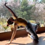 Angelina Danilova Instagram - She said: healthy mind = healthy body. If you know me, you know yoga has been my joy, love and a teacher for something around 7 years. First I discovered a path, then I began a journey. An uneasy road towards the unconditional love of a given body, open heart, powerful vulnerability and the divine. A way to harmony and balance. ☯️ Everyday I wake up and I am grateful. Grateful to be able to breathe, move and experience all the things that life brings.