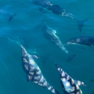 AnnaSophia Robb Instagram - 🤍🐬 🤍