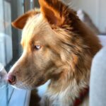 Annabelle Wallis Instagram - Zeus. ❤️ Consider adopting a dog if you are thinking of getting one. There are so many magic animals in those shelters. Zeus being one of them.