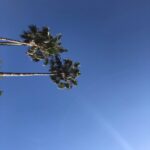 Annabelle Wallis Instagram - Good morning Los Angeles ❤️