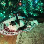 Anne Burrell Instagram – Christmas kitties!!!! Nice pillow #marciamarciamarcia !!! #mainecooncats #imaddictedtomykitties #nuttynancycrazypants #christmas