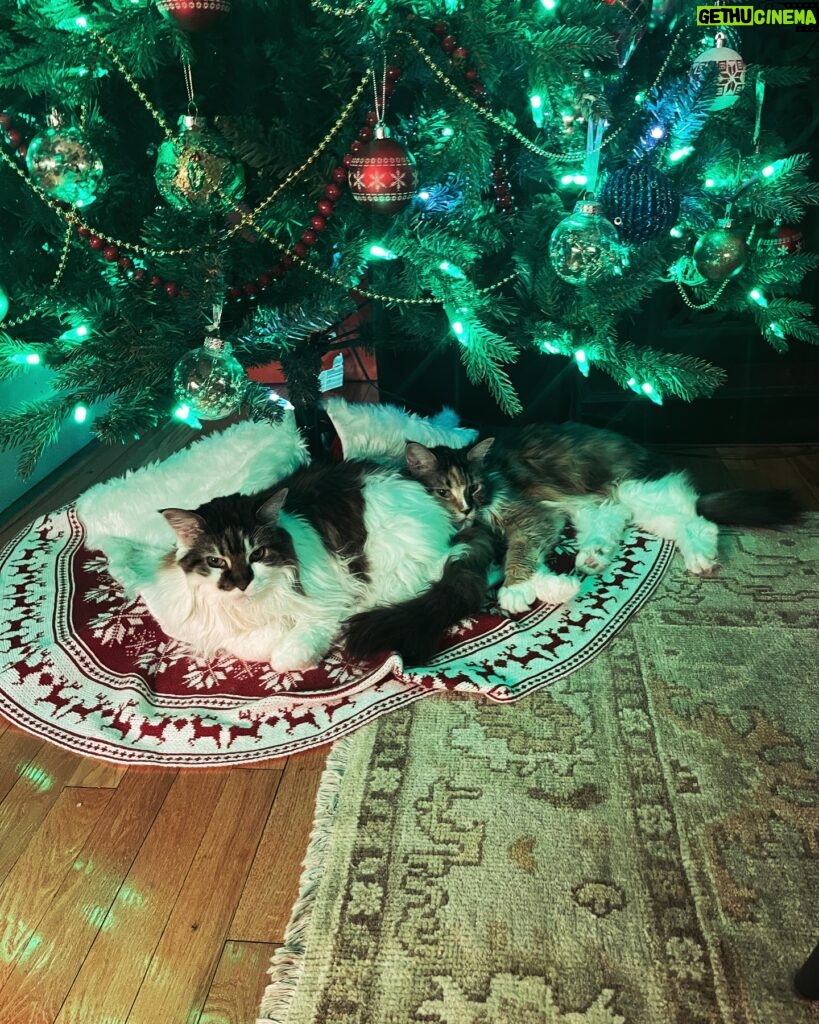 Anne Burrell Instagram - Christmas kitties!!!! Nice pillow #marciamarciamarcia !!! #mainecooncats #imaddictedtomykitties #nuttynancycrazypants #christmas