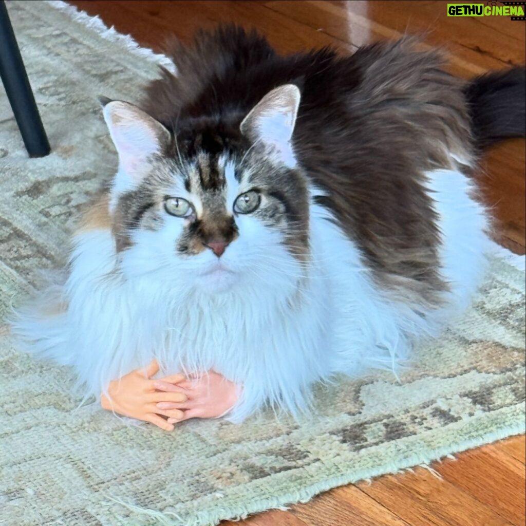 Anne Burrell Instagram - Leading today’s discussion is Nutty Nancy Little Hands. What’s on your mind Nance? #mainecooncats #imaddictedtomykitties #ilovewhatido #luckygirl