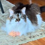 Anne Burrell Instagram – Leading today’s discussion is Nutty Nancy Little Hands. What’s on your mind Nance? #mainecooncats #imaddictedtomykitties #ilovewhatido #luckygirl