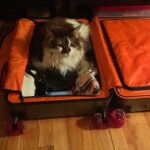Anne Burrell Instagram - #nuttynancycrazypants knows I’m getting ready to go on the road. #mainecooncats #ilovewhatido #luckygirl