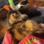 Anne Burrell Instagram - I love getting to travel for work…but I also LOVE to come home. There’s no place like home. #theclaxtons #imaddictedtomykitties #mainecooncats #luckygirl #marciamarciamarcia #nuttynancycrazypants
