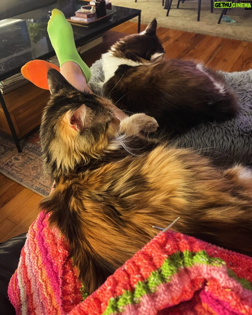 Anne Burrell Instagram - I love getting to travel for work…but I also LOVE to come home. There’s no place like home. #theclaxtons #imaddictedtomykitties #mainecooncats #luckygirl #marciamarciamarcia #nuttynancycrazypants