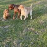 Antonella Clerici Instagram - La primavera è arrivata anche qui nella #casanelbosco 🌼🐾😍 #dog #natura #primavera