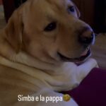Antonella Clerici Instagram - Simba che mi trascina giu' dal divano x mangiare la pappa.... che ha gia' mangiato😂 #simba #labrador #casanelbosco