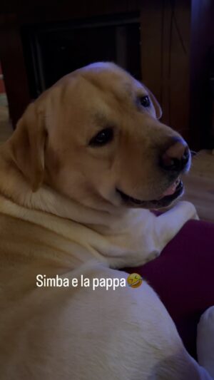 Antonella Clerici Instagram - Simba che mi trascina giu' dal divano x mangiare la pappa.... che ha gia' mangiato😂 #simba #labrador #casanelbosco