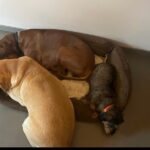 Antonella Clerici Instagram - I miei grandi amori pelosi amano condividere tutto, anche la cuccia❤️ Argo,Simba e la piu' tremenda la bassottina Pepper🤣 #casanelbosco❤️ #cani #amori