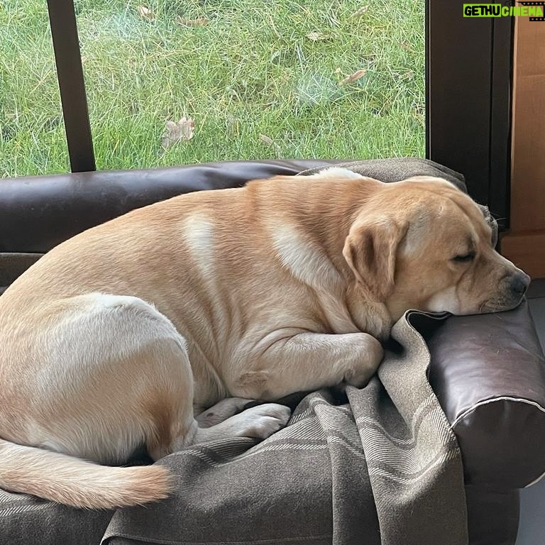 Antonella Clerici Instagram - Pancia piena chiama riposo, vero Simba?! 😂 Il nostro golosone di biscottini! 😋❤️🐾 #labrador #Simba #casanelbosco