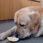 Antonella Clerici Instagram - #Simba e la merenda pomeridiana! 😂💙 Anche i vostri cani pensano solo alla pappa? 🐾 #labrador #casanelbosco #cane #mela