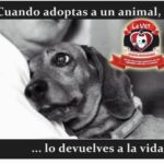 Aracely Arámbula Instagram - Adopta no comprés cambia vidas cundo adoptas tu vida la llenas de AMOR y llenas la vida de un ser muy agradecido para siempre ✨🙏✨cuidándolo y protegiéndolo ✨🙏✨ con responsabilidad y respeto esterilizar es un acto de AMOR ✨🙏✨🫶 adopta y dale una mejor vida !!! Y date la oportunidad !!! siempre en pro de la Vida y la Salud #doglover #lover #pet ✨🫶🐶😍✨🙏✨