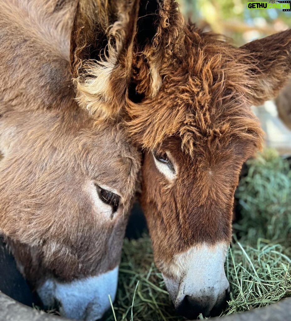 Arielle Kebbel Instagram - thank you for the birthday love! for my bday pls consider donating to @skydogdonkeys 🫏 you all know I love horses and supporting the work @skydogsanctuary does so it’s important to share what’s happening to our donkeys as well. This is Flopsy and her baby fufu ( bang goals ) they were both in a kill pen possibly headed to slaughter. With your help, they were rescued by skydog and now living their best lives. Flopsy is the first donkey I’ve sponsored and I love her. You can sponsor support the donkeys for various amounts each month on skydogs website. had to throw in some pics of the mini donkeys as well! from Hawaii, lots of aloha love to you all and thank you for supporting me and these beautiful animals 🐴 🌺 @skydogdonkeys @skydogsanctuary 📸 @tommeemay #skydog #skydogsanctuary #donkey #wildanimals #rescue #happybirthday #tome