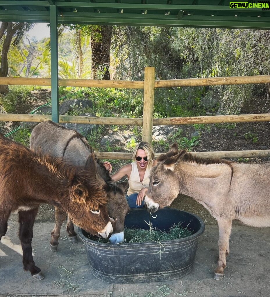 Arielle Kebbel Instagram - thank you for the birthday love! for my bday pls consider donating to @skydogdonkeys 🫏 you all know I love horses and supporting the work @skydogsanctuary does so it’s important to share what’s happening to our donkeys as well. This is Flopsy and her baby fufu ( bang goals ) they were both in a kill pen possibly headed to slaughter. With your help, they were rescued by skydog and now living their best lives. Flopsy is the first donkey I’ve sponsored and I love her. You can sponsor support the donkeys for various amounts each month on skydogs website. had to throw in some pics of the mini donkeys as well! from Hawaii, lots of aloha love to you all and thank you for supporting me and these beautiful animals 🐴 🌺 @skydogdonkeys @skydogsanctuary 📸 @tommeemay #skydog #skydogsanctuary #donkey #wildanimals #rescue #happybirthday #tome