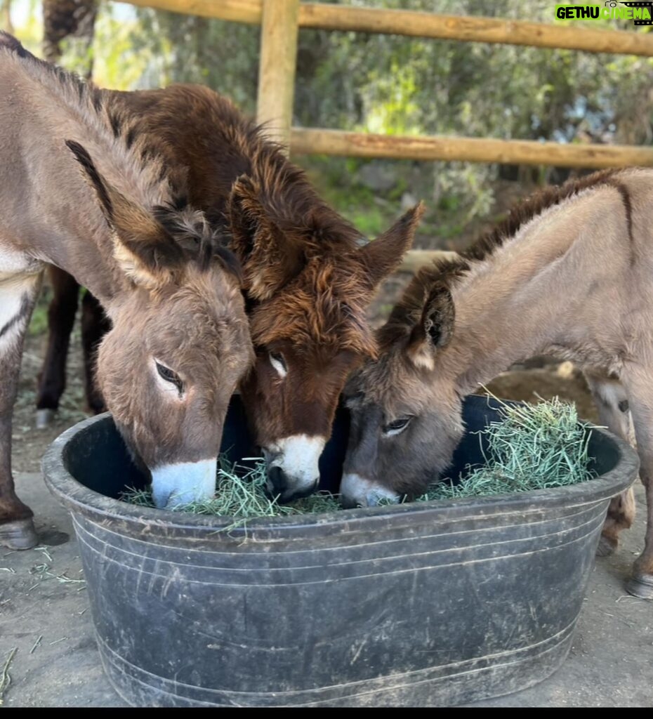 Arielle Kebbel Instagram - thank you for the birthday love! for my bday pls consider donating to @skydogdonkeys 🫏 you all know I love horses and supporting the work @skydogsanctuary does so it’s important to share what’s happening to our donkeys as well. This is Flopsy and her baby fufu ( bang goals ) they were both in a kill pen possibly headed to slaughter. With your help, they were rescued by skydog and now living their best lives. Flopsy is the first donkey I’ve sponsored and I love her. You can sponsor support the donkeys for various amounts each month on skydogs website. had to throw in some pics of the mini donkeys as well! from Hawaii, lots of aloha love to you all and thank you for supporting me and these beautiful animals 🐴 🌺 @skydogdonkeys @skydogsanctuary 📸 @tommeemay #skydog #skydogsanctuary #donkey #wildanimals #rescue #happybirthday #tome