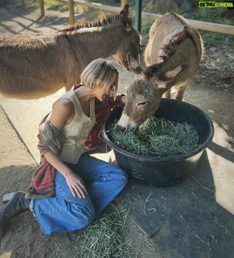 Arielle Kebbel Instagram - thank you for the birthday love! for my bday pls consider donating to @skydogdonkeys 🫏 you all know I love horses and supporting the work @skydogsanctuary does so it’s important to share what’s happening to our donkeys as well. This is Flopsy and her baby fufu ( bang goals ) they were both in a kill pen possibly headed to slaughter. With your help, they were rescued by skydog and now living their best lives. Flopsy is the first donkey I’ve sponsored and I love her. You can sponsor support the donkeys for various amounts each month on skydogs website. had to throw in some pics of the mini donkeys as well! from Hawaii, lots of aloha love to you all and thank you for supporting me and these beautiful animals 🐴 🌺 @skydogdonkeys @skydogsanctuary 📸 @tommeemay #skydog #skydogsanctuary #donkey #wildanimals #rescue #happybirthday #tome