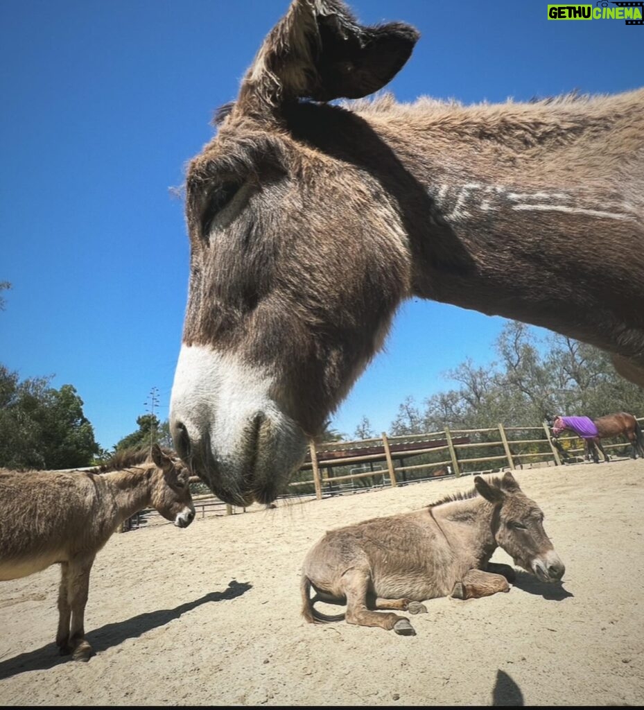 Arielle Kebbel Instagram - thank you for the birthday love! for my bday pls consider donating to @skydogdonkeys 🫏 you all know I love horses and supporting the work @skydogsanctuary does so it’s important to share what’s happening to our donkeys as well. This is Flopsy and her baby fufu ( bang goals ) they were both in a kill pen possibly headed to slaughter. With your help, they were rescued by skydog and now living their best lives. Flopsy is the first donkey I’ve sponsored and I love her. You can sponsor support the donkeys for various amounts each month on skydogs website. had to throw in some pics of the mini donkeys as well! from Hawaii, lots of aloha love to you all and thank you for supporting me and these beautiful animals 🐴 🌺 @skydogdonkeys @skydogsanctuary 📸 @tommeemay #skydog #skydogsanctuary #donkey #wildanimals #rescue #happybirthday #tome