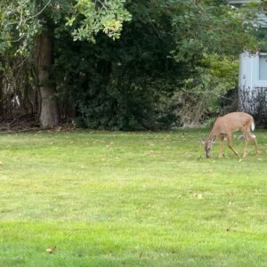Ashleigh Murray Instagram - to the men, the deer, and Sag Habor