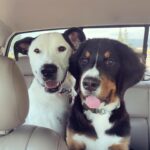 Ashley Johnson Instagram - Happy International Dog Day to my two doofies. I love these two more than I love most people.