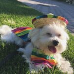 Ashley Roberts Instagram - We had to say good bye to our little Cooper this week. He almost made it to his 16th birthday. He traveled all over with me. Loved getting in his bag knowing an adventure awaited. Let me dress him up in ridiculous outfits. Even had his own episode on a tv show I filmed years back. What a legend. After he got attacked at a park he spent the last few years in AZ with my mom. Where she nurtured him and took such good care of the lil guy. So much joy he brought to so many. Rest in peace lil Coop. Love you buddy. Best buddy in the world 🐾