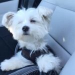 Ashley Roberts Instagram - We had to say good bye to our little Cooper this week. He almost made it to his 16th birthday. He traveled all over with me. Loved getting in his bag knowing an adventure awaited. Let me dress him up in ridiculous outfits. Even had his own episode on a tv show I filmed years back. What a legend. After he got attacked at a park he spent the last few years in AZ with my mom. Where she nurtured him and took such good care of the lil guy. So much joy he brought to so many. Rest in peace lil Coop. Love you buddy. Best buddy in the world 🐾