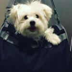 Ashley Roberts Instagram - We had to say good bye to our little Cooper this week. He almost made it to his 16th birthday. He traveled all over with me. Loved getting in his bag knowing an adventure awaited. Let me dress him up in ridiculous outfits. Even had his own episode on a tv show I filmed years back. What a legend. After he got attacked at a park he spent the last few years in AZ with my mom. Where she nurtured him and took such good care of the lil guy. So much joy he brought to so many. Rest in peace lil Coop. Love you buddy. Best buddy in the world 🐾