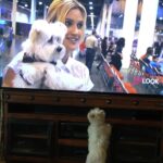 Ashley Roberts Instagram - We had to say good bye to our little Cooper this week. He almost made it to his 16th birthday. He traveled all over with me. Loved getting in his bag knowing an adventure awaited. Let me dress him up in ridiculous outfits. Even had his own episode on a tv show I filmed years back. What a legend. After he got attacked at a park he spent the last few years in AZ with my mom. Where she nurtured him and took such good care of the lil guy. So much joy he brought to so many. Rest in peace lil Coop. Love you buddy. Best buddy in the world 🐾