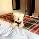 Ashley Roberts Instagram - We had to say good bye to our little Cooper this week. He almost made it to his 16th birthday. He traveled all over with me. Loved getting in his bag knowing an adventure awaited. Let me dress him up in ridiculous outfits. Even had his own episode on a tv show I filmed years back. What a legend. After he got attacked at a park he spent the last few years in AZ with my mom. Where she nurtured him and took such good care of the lil guy. So much joy he brought to so many. Rest in peace lil Coop. Love you buddy. Best buddy in the world 🐾
