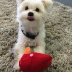 Ashley Roberts Instagram - We had to say good bye to our little Cooper this week. He almost made it to his 16th birthday. He traveled all over with me. Loved getting in his bag knowing an adventure awaited. Let me dress him up in ridiculous outfits. Even had his own episode on a tv show I filmed years back. What a legend. After he got attacked at a park he spent the last few years in AZ with my mom. Where she nurtured him and took such good care of the lil guy. So much joy he brought to so many. Rest in peace lil Coop. Love you buddy. Best buddy in the world 🐾
