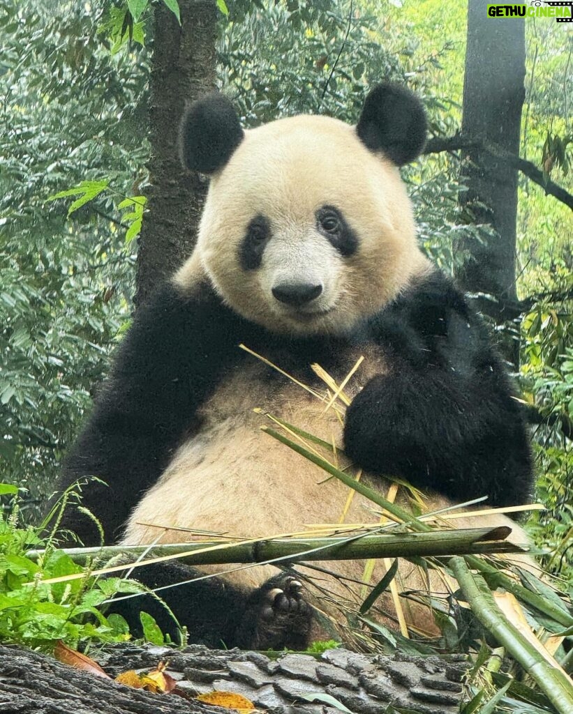 Atsuko Maeda Instagram - . 香香(シャンシャン)プリンセス🐼に中国で会えました♡♡ 食べるとき目瞑りながら食べてたよ可愛いね😭