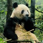 Atsuko Maeda Instagram - . 香香(シャンシャン)プリンセス🐼に中国で会えました♡♡ 食べるとき目瞑りながら食べてたよ可愛いね😭