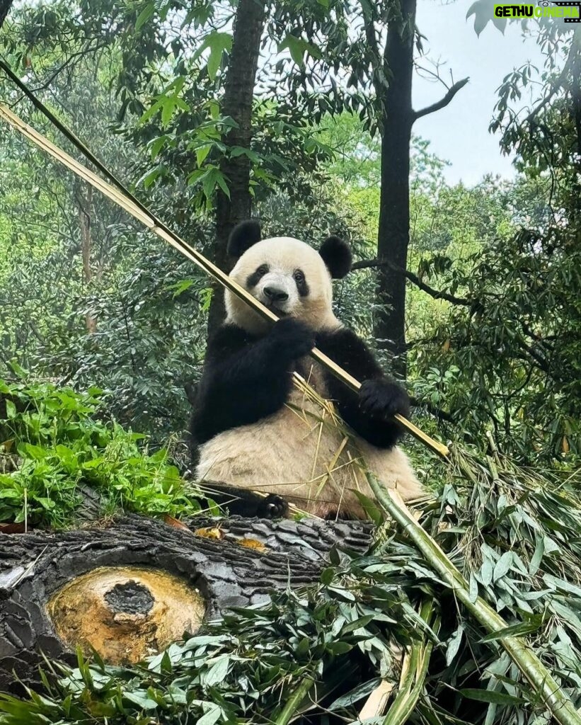 Atsuko Maeda Instagram - . 香香(シャンシャン)プリンセス🐼に中国で会えました♡♡ 食べるとき目瞑りながら食べてたよ可愛いね😭