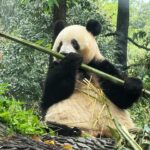 Atsuko Maeda Instagram - . 香香(シャンシャン)プリンセス🐼に中国で会えました♡♡ 食べるとき目瞑りながら食べてたよ可愛いね😭