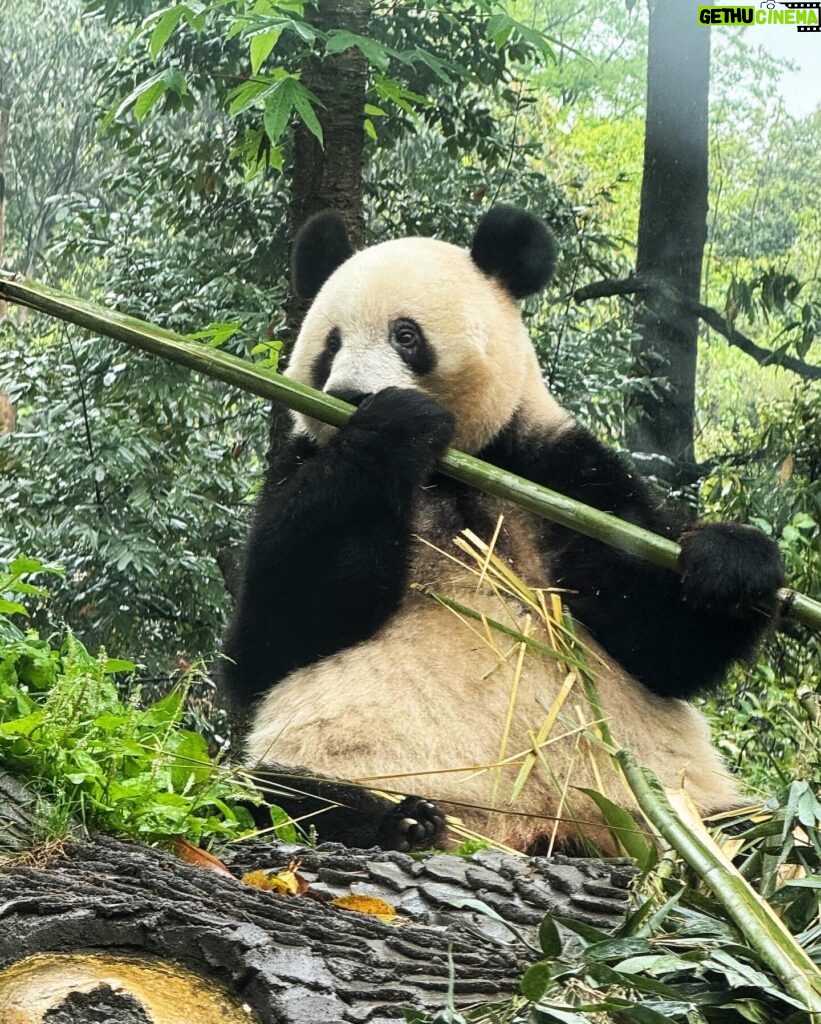 Atsuko Maeda Instagram - . 香香(シャンシャン)プリンセス🐼に中国で会えました♡♡ 食べるとき目瞑りながら食べてたよ可愛いね😭