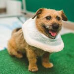 Awkwafina Instagram - Everyone, meet Haeng-Un Lum, new to America and the newest member of my family. I first heard of @koreank9rescue , and their incredible work saving dogs from the meat trade, high-kill shelters and puppy mills in South Korea. Without planning on adopting a pup, I knew that I wanted to support their mission that relies on donations and flight volunteers to keep going. I fell in love with this almost 3-year old nugget, and was truly moved by the care and hard work the organization does to protect these animals. If you would like to support, visit www.koreank9rescue.org and #adoptdontshop . Welcome to the family, Haeng-Un, I love you very much. Photo credit: @imjustinho