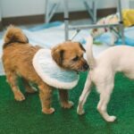 Awkwafina Instagram - Everyone, meet Haeng-Un Lum, new to America and the newest member of my family. I first heard of @koreank9rescue , and their incredible work saving dogs from the meat trade, high-kill shelters and puppy mills in South Korea. Without planning on adopting a pup, I knew that I wanted to support their mission that relies on donations and flight volunteers to keep going. I fell in love with this almost 3-year old nugget, and was truly moved by the care and hard work the organization does to protect these animals. If you would like to support, visit www.koreank9rescue.org and #adoptdontshop . Welcome to the family, Haeng-Un, I love you very much. Photo credit: @imjustinho