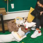 Awkwafina Instagram - Everyone, meet Haeng-Un Lum, new to America and the newest member of my family. I first heard of @koreank9rescue , and their incredible work saving dogs from the meat trade, high-kill shelters and puppy mills in South Korea. Without planning on adopting a pup, I knew that I wanted to support their mission that relies on donations and flight volunteers to keep going. I fell in love with this almost 3-year old nugget, and was truly moved by the care and hard work the organization does to protect these animals. If you would like to support, visit www.koreank9rescue.org and #adoptdontshop . Welcome to the family, Haeng-Un, I love you very much. Photo credit: @imjustinho