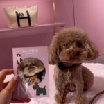 Aya Omasa Instagram - ヴァレンティノ ガラヴァーニ “ロックスタッズ ペット”インストアイベントになちゅと行ってきました🐶❤️ 毎回🐶と一緒に行けるこのイベントが楽しみに…！ 鞄や靴にイニシャルと絵を描いてもらえる期間限定ショップ、是非遊びに行ってみて下さい✨🦜🐇🐈 #RockstudPet #ValentinoGaravani @MaisonValentino #pr ヴァレンティノ 銀座にて、 5月12日（日）まで開催中🐶❤️