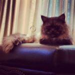 Ayesha Takia Instagram - Bageera 🖤😍