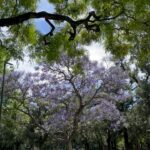 Bárbara Lombardo Instagram - Jacarandá, de los árboles más hermosos de Buenos Aires. Diciembre, 2023.