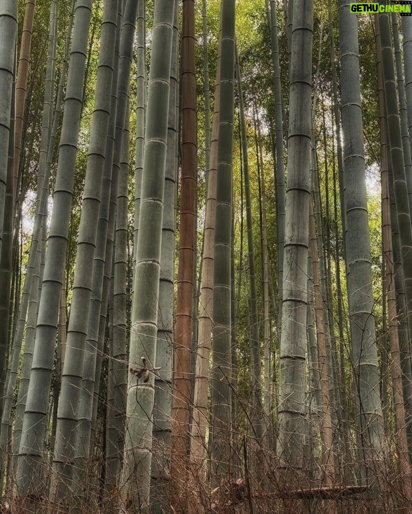 Bárbara Mori Instagram - Japón! ❤️✨