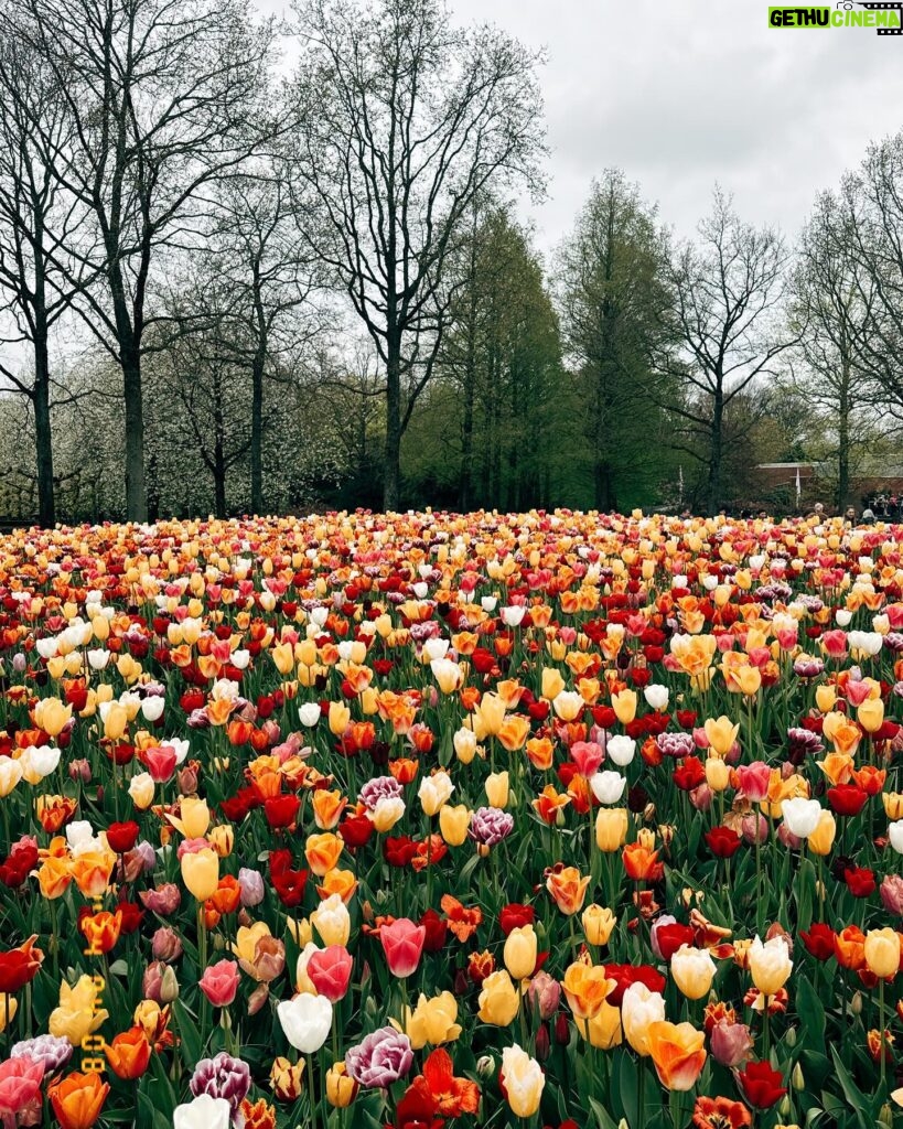 Başak Gümülcinelioğlu Instagram - Spontanlık vol bilmem kaç🥹 Keukenhof bahçeleri , bir sürü güzel lale, dünyanın tüm renkleri, Çağrı ve ben. Tatili uzatınca köyleri, kasabaları, doğal güzellikleri keşfetmeye karar verdik. Bir korkumun daha üzerine gidip, tek başıma göleti yürüyerek geçtim. İnsanlık için küçük olabilir, benim için büyük bir adım. Özellikle durmayı kendine lüks sayarak yaşayanlara tavsiyemdir, burası nefes almak ve iyileşmek zorunda bırakıyor sizi, gelin🌷