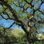 Barbara Corcoran Instagram - If you haven’t been to Central Park yet this spring, grab you lotion and head on over. This is the park at it’s prettiest and the the tall trees steal the show! 🍃🌷💕 If you enter on 98th street and 5th avenue, you’ll find the oldest surviving elm in America on the left. (First picture here.) Manhattan Elms escaped the Elm blight which traveled through their root system. The majestic Elms of Central Park escaped the blight because Manhattan is an island!