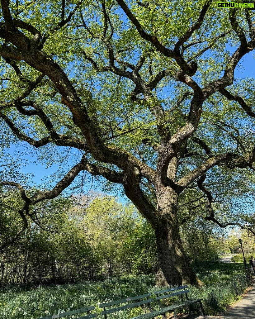 Barbara Corcoran Instagram - If you haven’t been to Central Park yet this spring, grab you lotion and head on over. This is the park at it’s prettiest and the the tall trees steal the show! 🍃🌷💕 If you enter on 98th street and 5th avenue, you’ll find the oldest surviving elm in America on the left. (First picture here.) Manhattan Elms escaped the Elm blight which traveled through their root system. The majestic Elms of Central Park escaped the blight because Manhattan is an island!