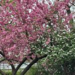 Barbara Corcoran Instagram - If you haven’t been to Central Park yet this spring, grab you lotion and head on over. This is the park at it’s prettiest and the the tall trees steal the show! 🍃🌷💕 If you enter on 98th street and 5th avenue, you’ll find the oldest surviving elm in America on the left. (First picture here.) Manhattan Elms escaped the Elm blight which traveled through their root system. The majestic Elms of Central Park escaped the blight because Manhattan is an island!
