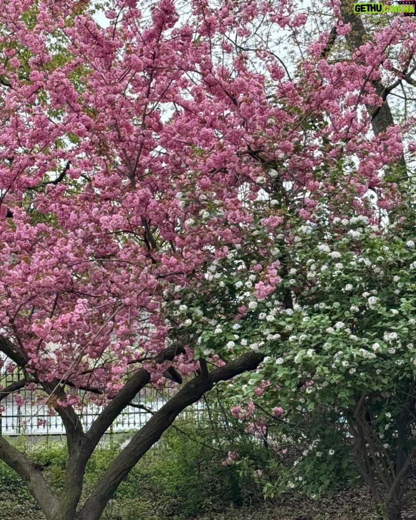 Barbara Corcoran Instagram - If you haven’t been to Central Park yet this spring, grab you lotion and head on over. This is the park at it’s prettiest and the the tall trees steal the show! 🍃🌷💕 If you enter on 98th street and 5th avenue, you’ll find the oldest surviving elm in America on the left. (First picture here.) Manhattan Elms escaped the Elm blight which traveled through their root system. The majestic Elms of Central Park escaped the blight because Manhattan is an island!